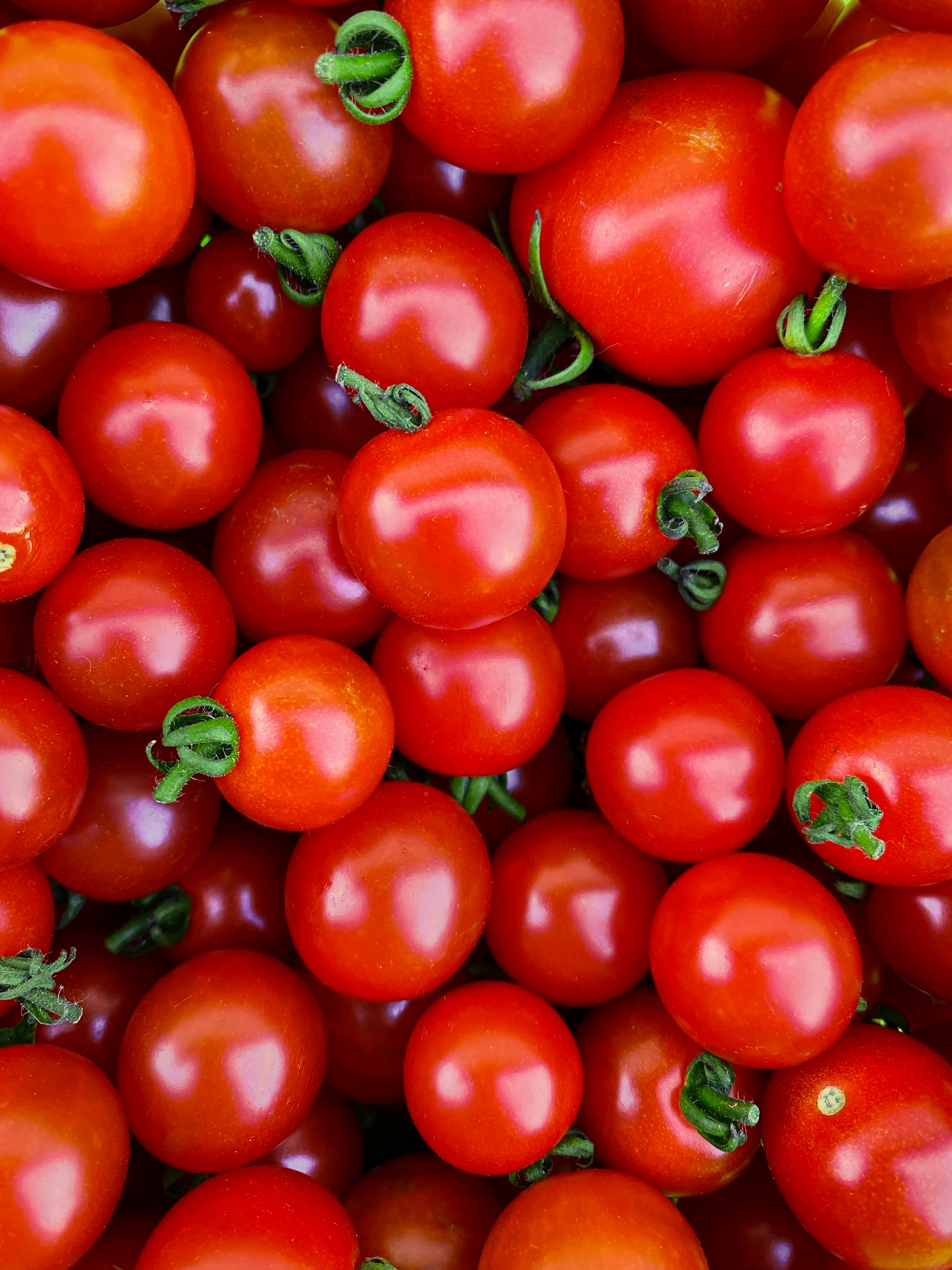 Fresh Tomatoes